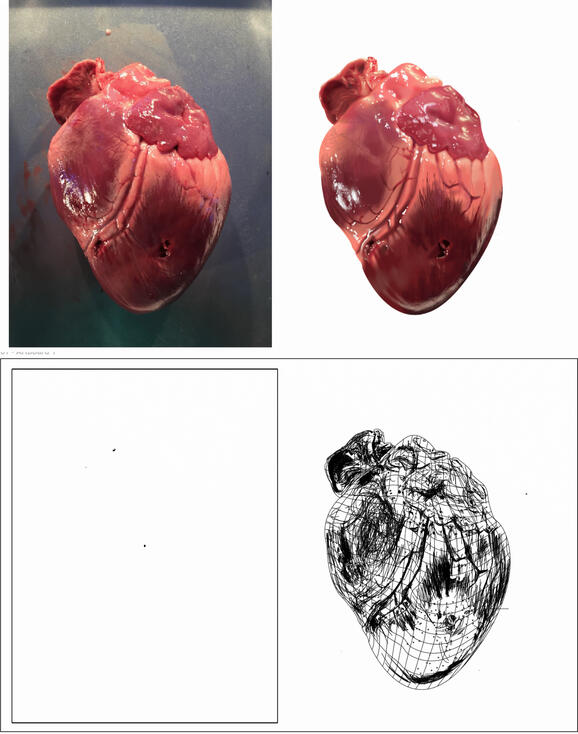 Realistic Mater Copy of a Heart — Made in Illustrator
